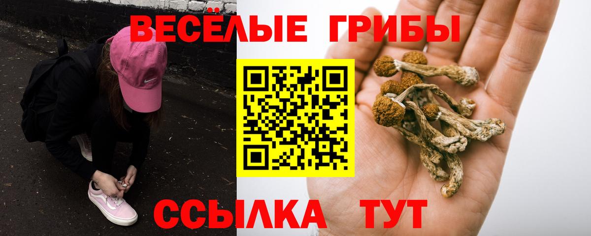 Псилоцибиновые грибы Psilocybe Бугуруслан